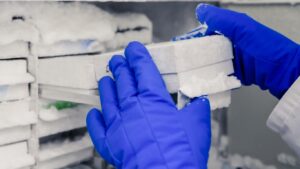 Gloved hands working with samples in a laboratory freezer.