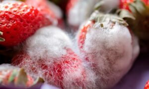 Strawberries with white fuzzy mold. 